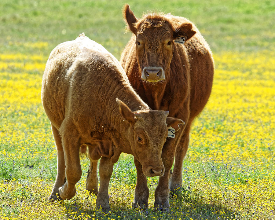 I Wont Steer You Wrong -- Two Steer in a Field of Flowers in Santa Margarita, California Photograph by Darin Volpe