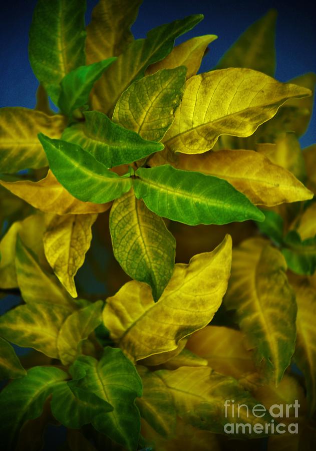 I  Yellow and Green Photograph by Craig Wood
