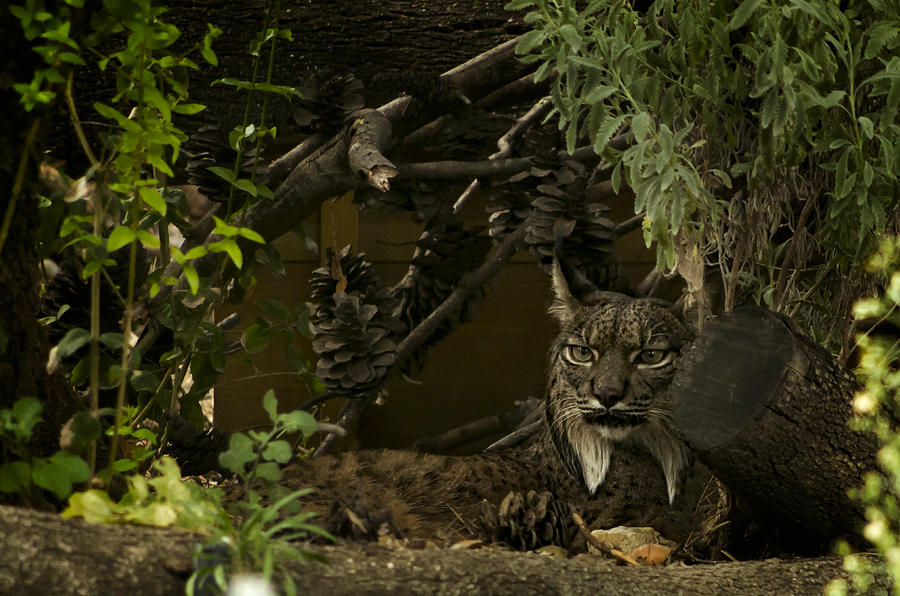 Iberian Lynx Photograph by Paulo Goncalves