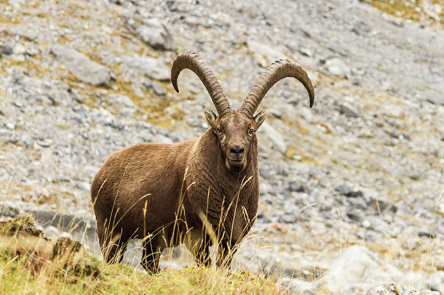 Ibex - 2 - French Alps Photograph by Paul MAURICE