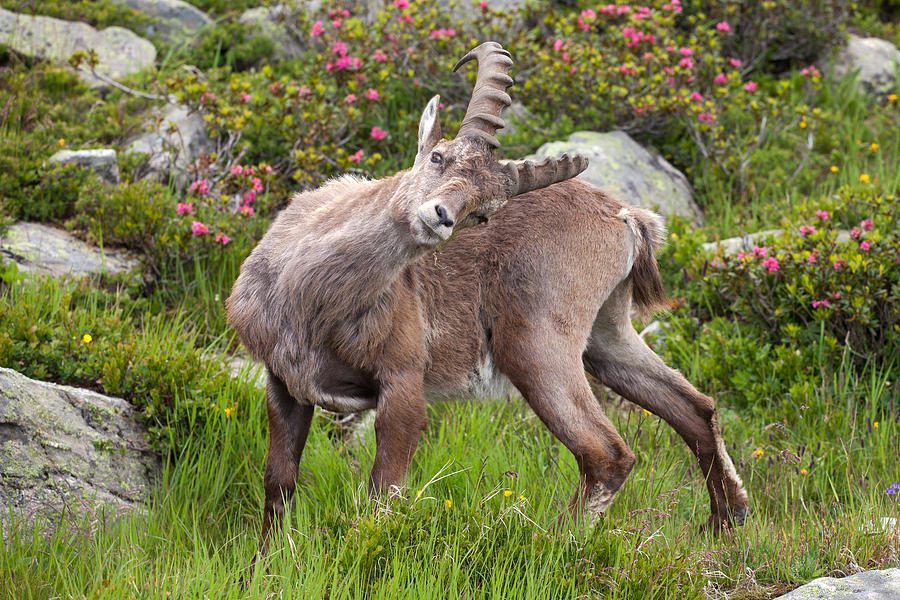 Ibex, Alpine Photograph by Aivar Mikko