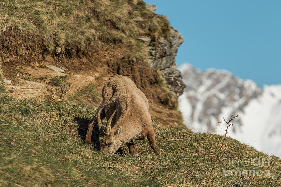 Ibex on the Mountains by Fabrizio Malisan Ibex on the Mountains by Fabrizio Malisan