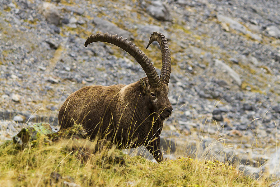 Ibex - 1 - French Alps Photograph by Paul MAURICE