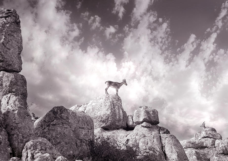 Ibex -The Wild Mountain Goats in the El Torcal Mountains Spain Photograph by Mal Bray
