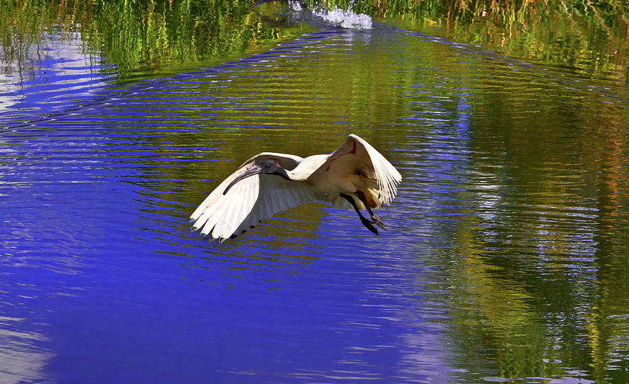 Ibis And Another Pond Of Centennial Park Photograph by Miroslava Jurcik