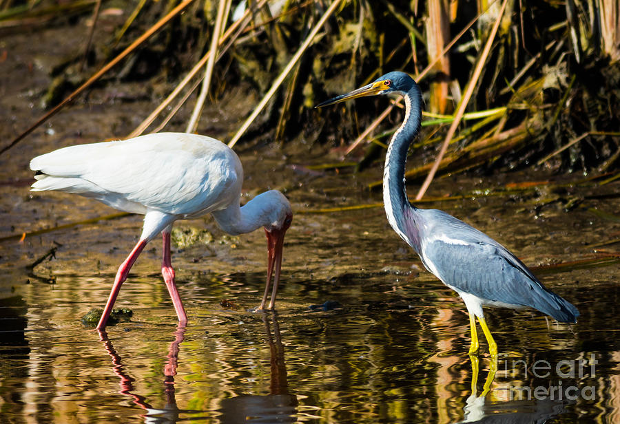 Ibis and the Heron  Photograph by George Kenhan