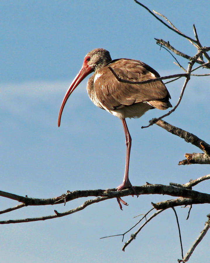 Ibis at  Rest Photograph by Peggy Urban