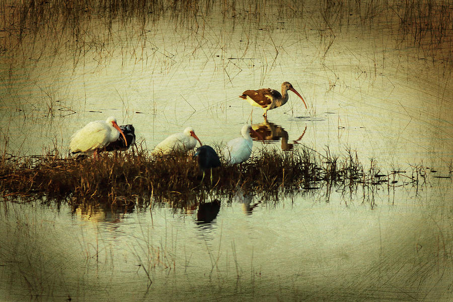 Ibis at Sunset in the Everglades Photograph by George Kenhan