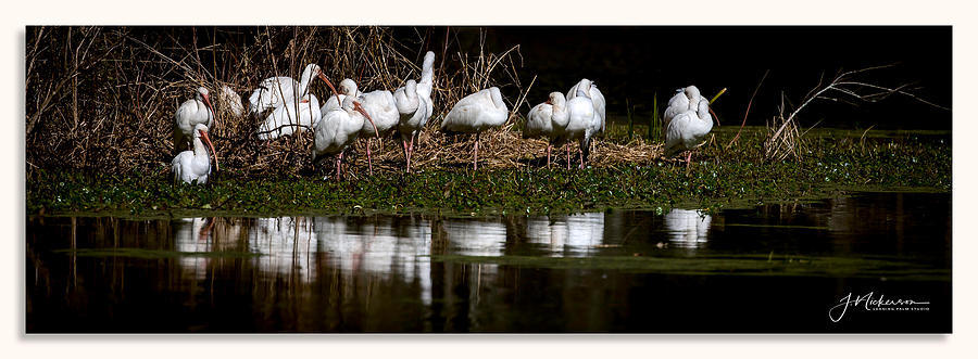 Ibis Flock by John Nickerson Ibis Flock by John Nickerson