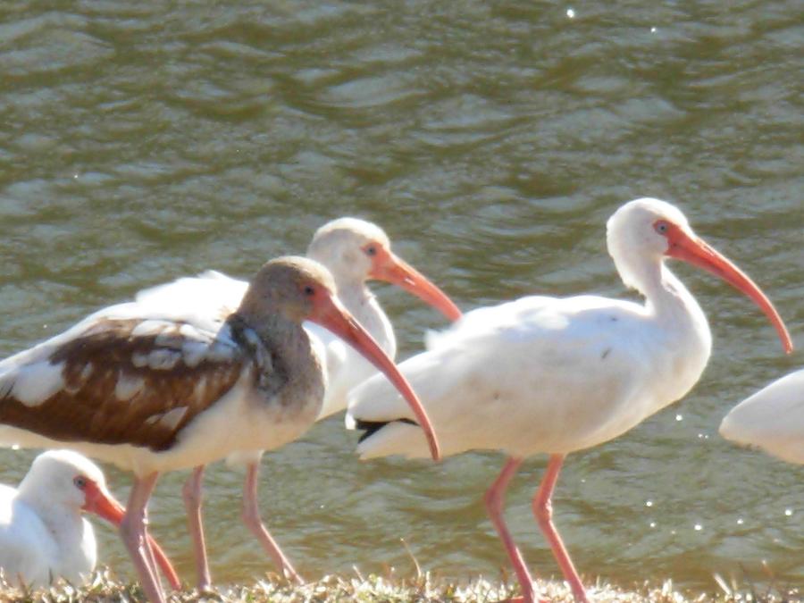 Ibis flock with Spotted Juvenile Photograph by Jeanne Juhos