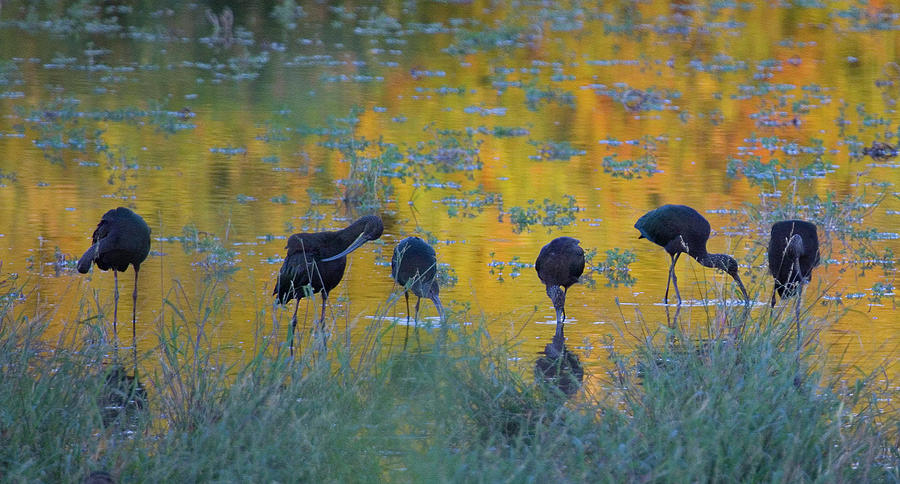 Ibis Impressionism Photograph by Sue Cullumber
