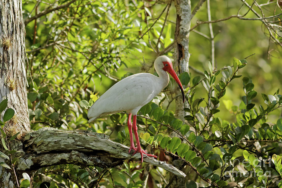 Ibis in a Tree Photograph by Natural Focal Point Photography