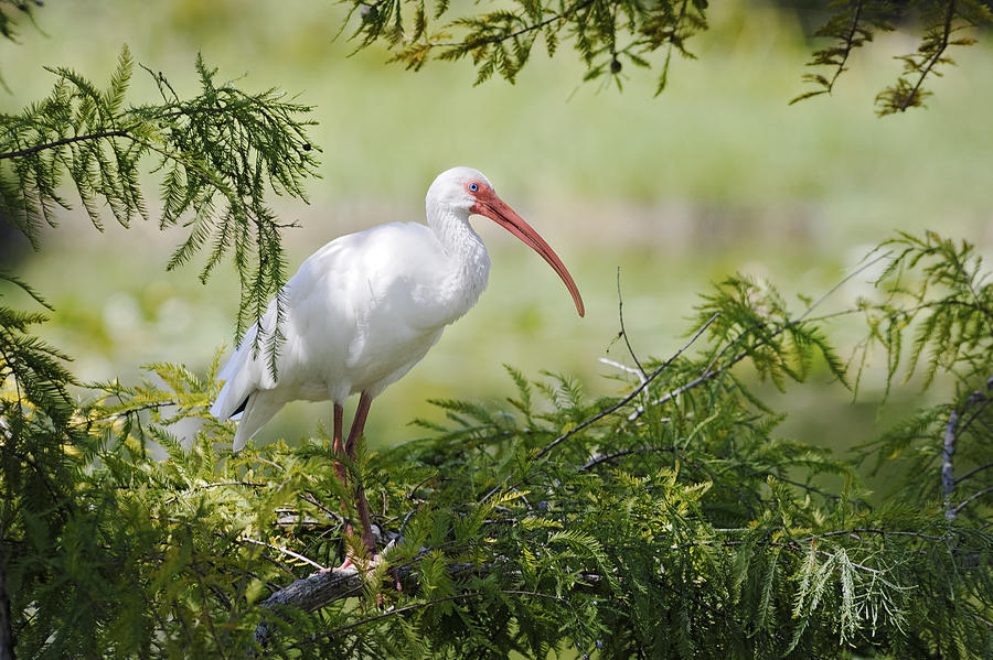 Ibis in Cypress Photograph by Patrick Lynch