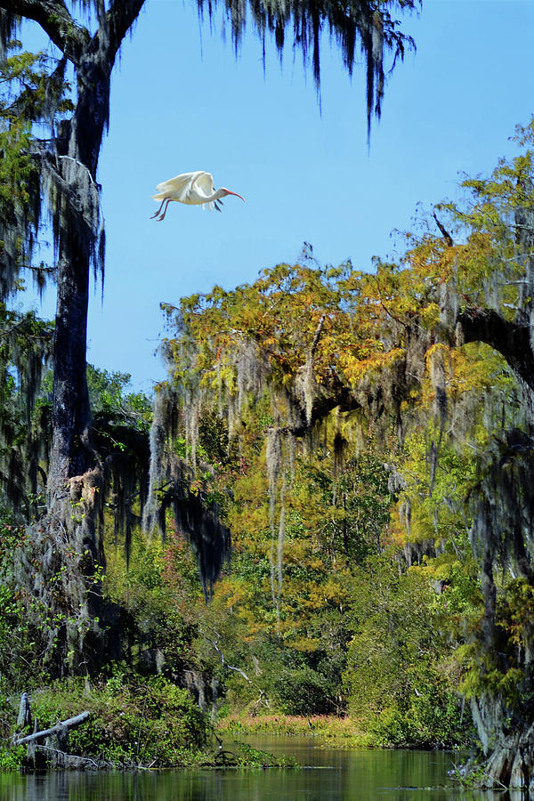 Ibis in Flight at Wakulla Springs Photograph by Carla Parris