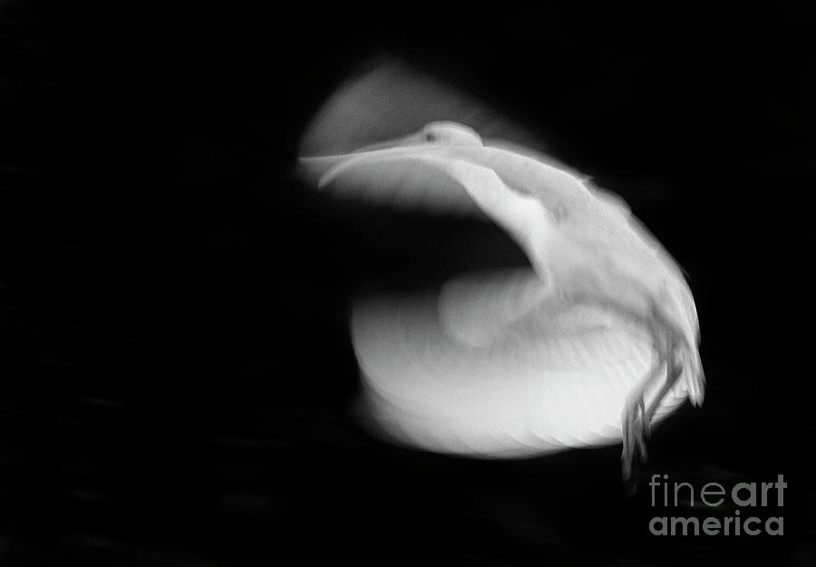 Ibis In Flight-BW-Signed Photograph by J L Woody Wooden