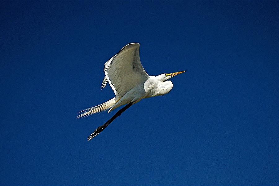 Ibis in Flight Photograph by Colleen Fox - Fine Art America