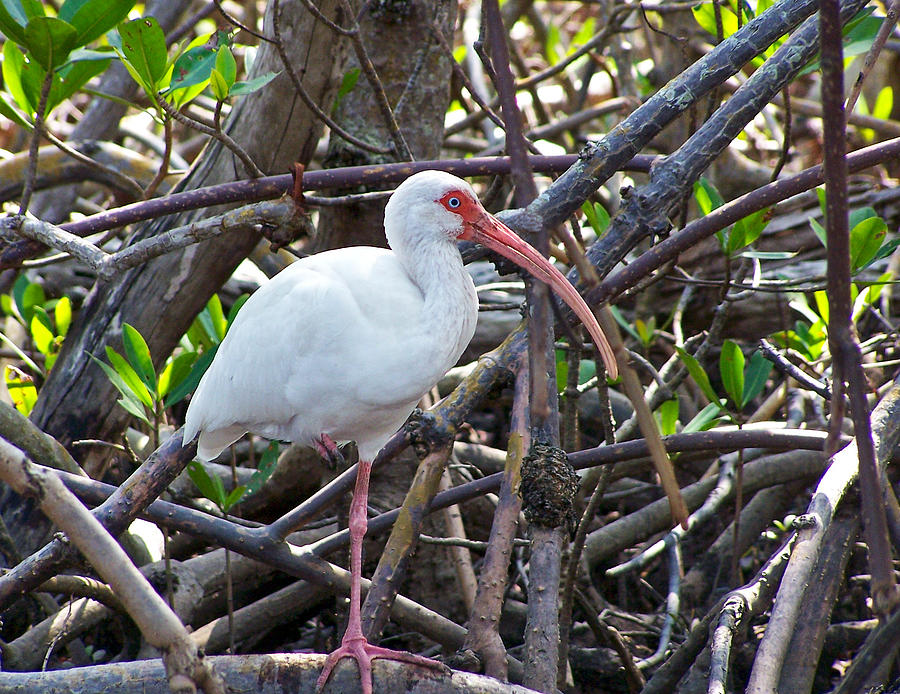 Ibis in Mangroves Photograph by Ginger Wakem