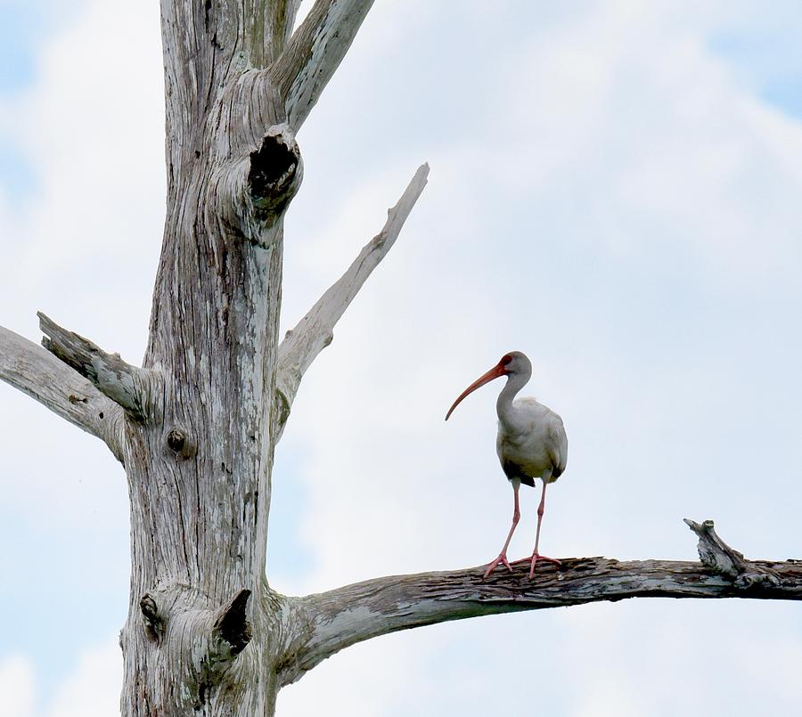 Florida Photograph - Ibis In The Moment by Michelle Miller Florida Photograph - Ibis In The Moment by Michelle Miller