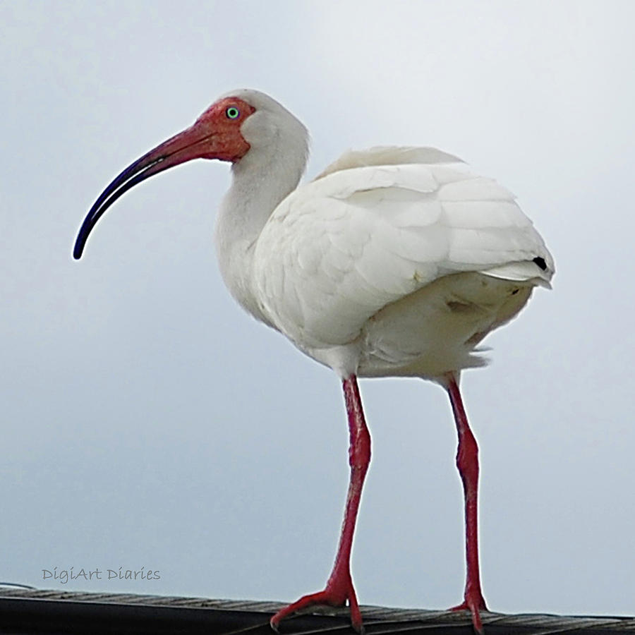 Ibis Digital Art - Ibis in the Morning by DigiArt Diaries by Vicky B Fuller