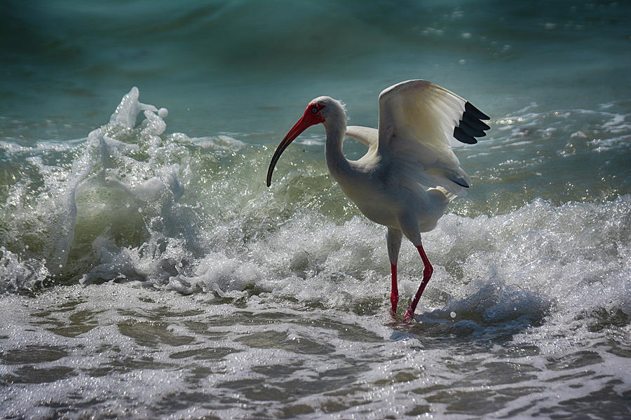 Ibis In The Surf Photograph by Don Columbus