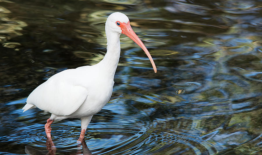 Ibis In The Swamp Photograph by Kenneth Albin