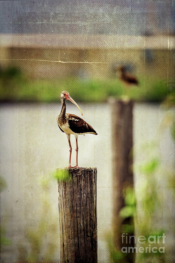 Ibis Photograph - Ibis  by Joan McCool