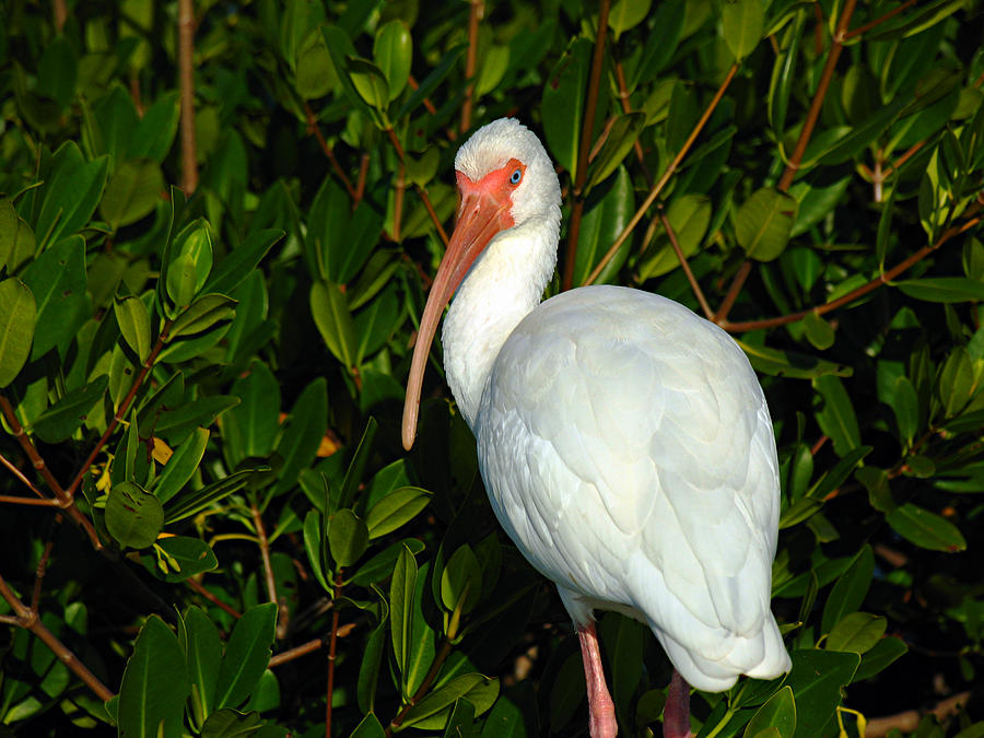 Ibis Photograph by Juergen Roth