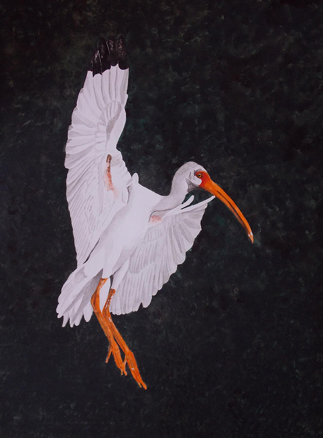 Ibis Painting - Ibis Landing by Gary Thomas