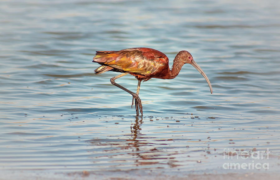 White Faced Ibis Wading Photograph by Robert Frederick