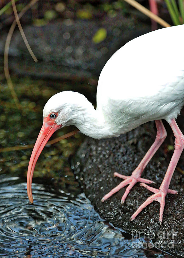 Ibis Looking in Pond Photograph by Carol Groenen