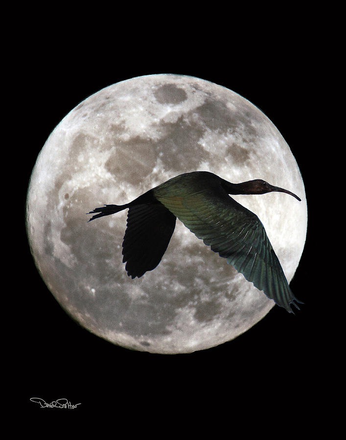 Ibis Photograph - Ibis Moon by David Salter