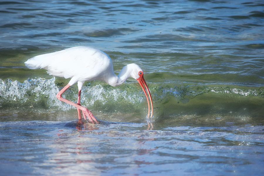Ibis Morning Ocean Glow Photograph by Barbara Chichester