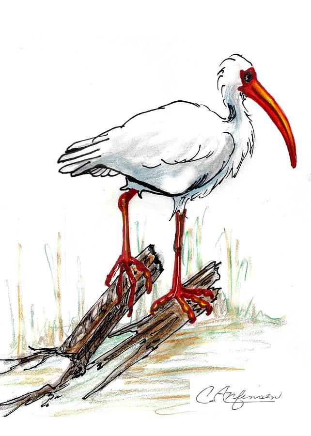 Ibis On A Perch Drawing by Carol Allen Anfinsen