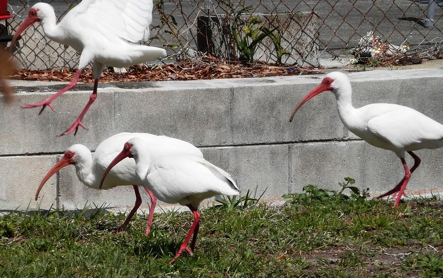 Ibis On The Hunt Photograph by Belinda Lee
