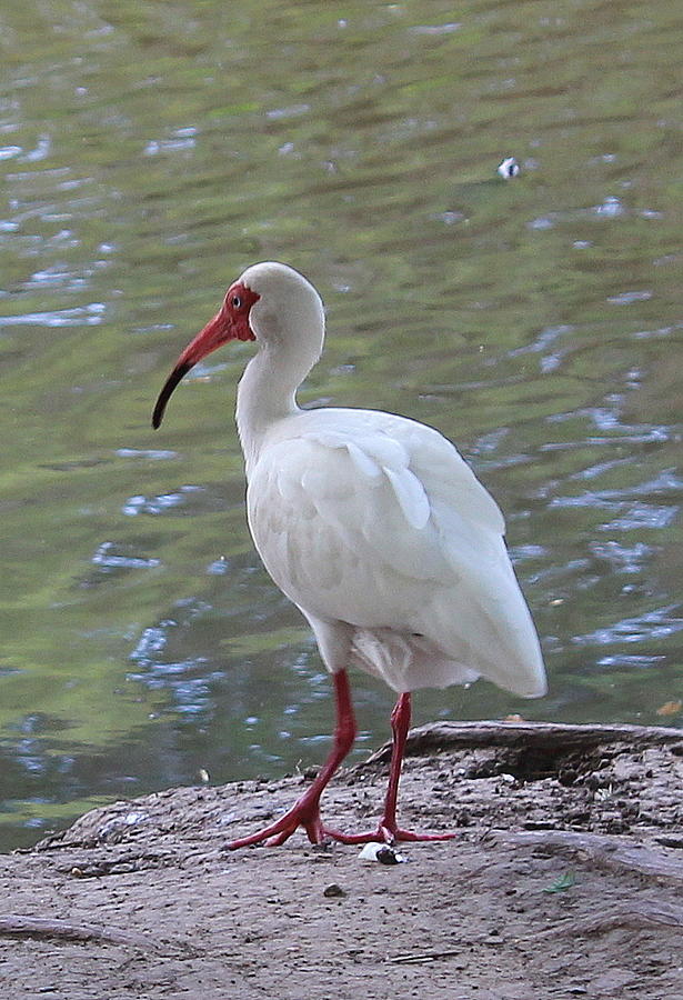 Ibis Photograph Photograph by Kimberly Walker