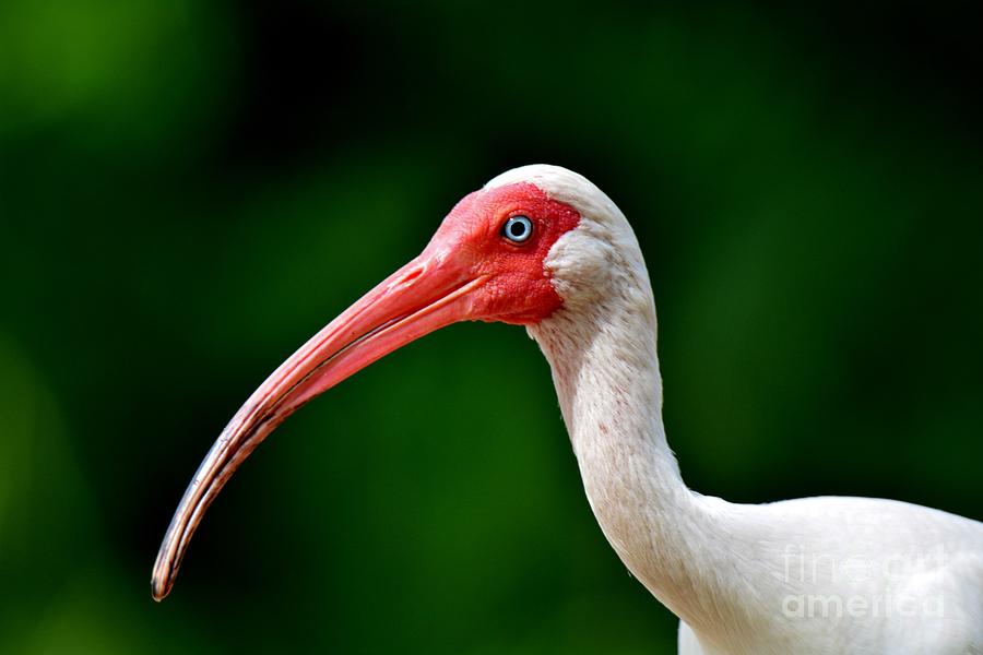 Nature Photograph - Ibis Portrait by Julie Adair