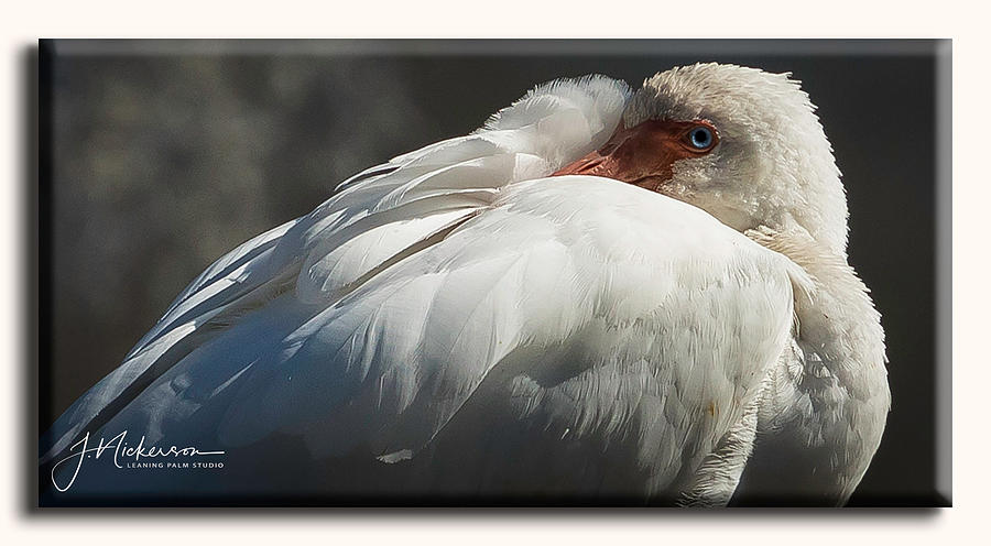 Ibis Study I by John Nickerson Ibis Study I by John Nickerson