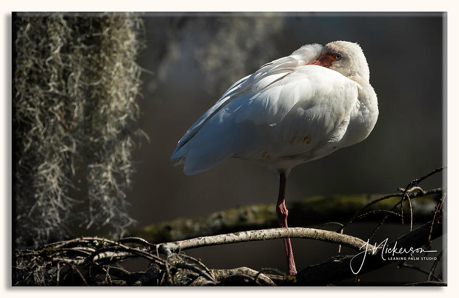 Ibis Study II by John Nickerson Ibis Study II by John Nickerson