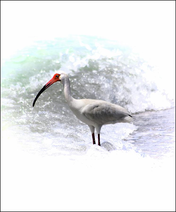 Ibis Surf Photograph by Sheri McLeroy