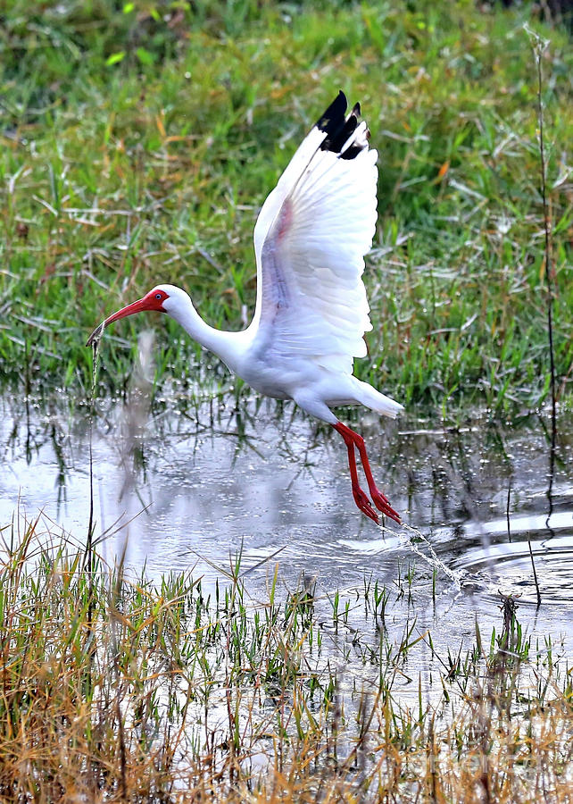 Ibis Taking Off from Pond Photograph by Carol Groenen