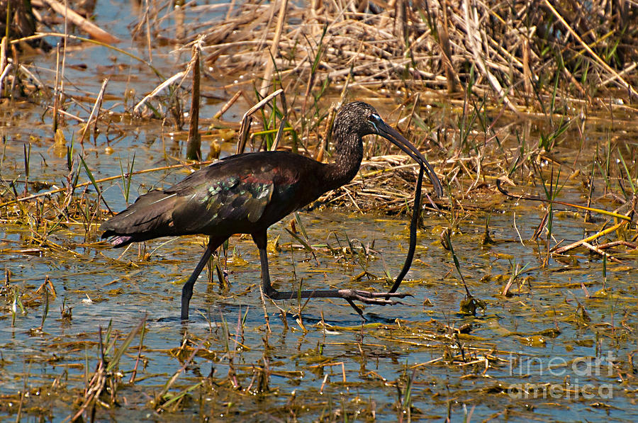 Ibis Walk With Snake Photograph