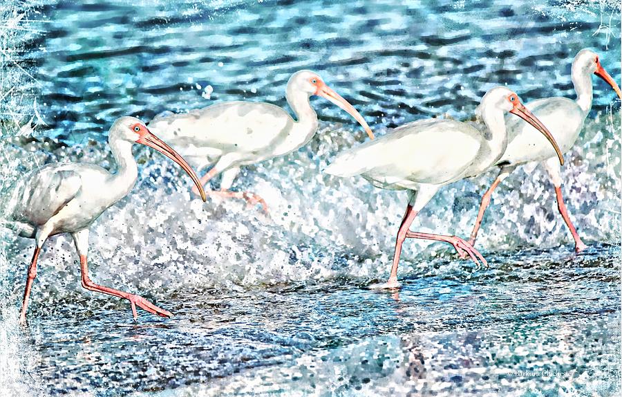 Ibis Wave Runners Painting by Barbara Chichester