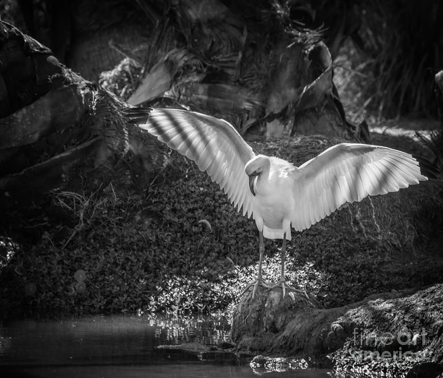 Ibis Wings 2, Black and White Photograph by Liesl Walsh