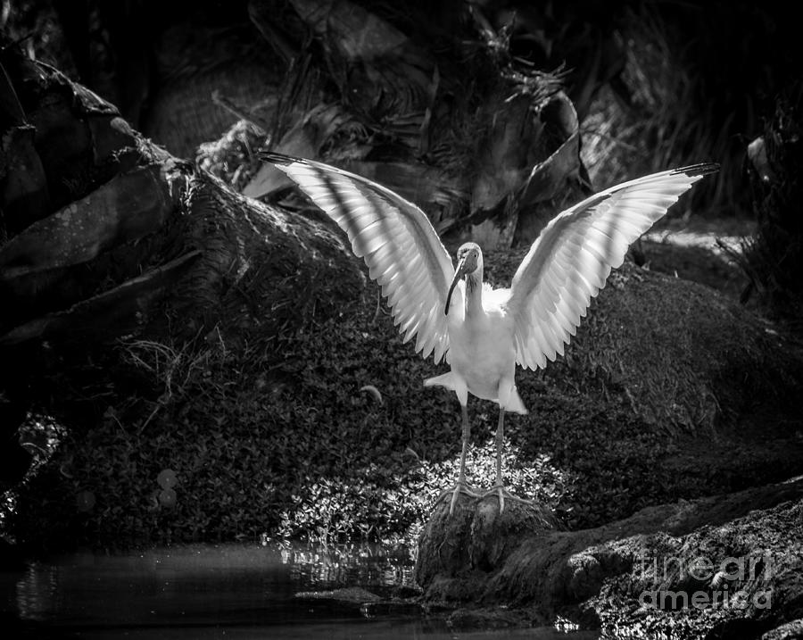 Ibis Wings, Black and White Photograph by Liesl Walsh