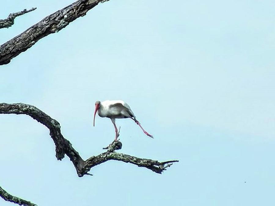 Wildlife Photograph - Ibis Yoga...
.
.
.
#ibis #yoga by Cheray Dillon