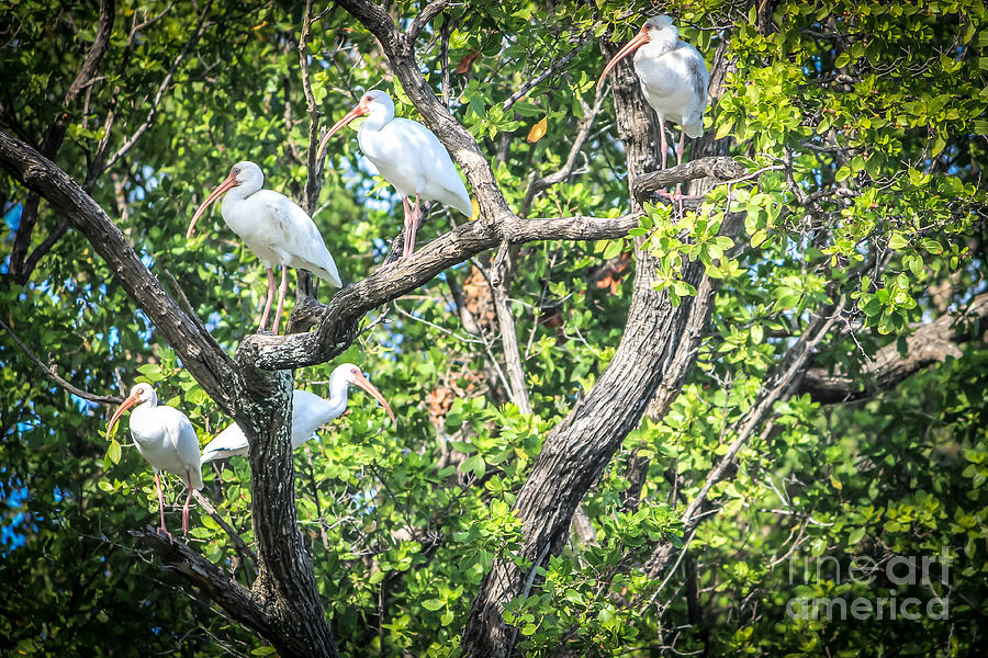Ibises in a tree Photograph by Claudia M Photography