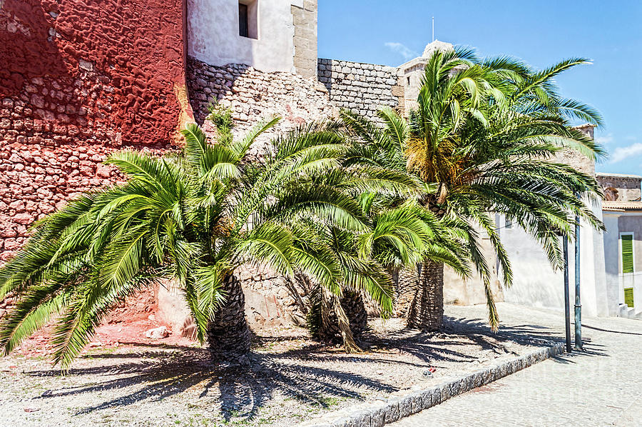 Summer Photograph - Ibiza Palm Trees by Steve Purnell