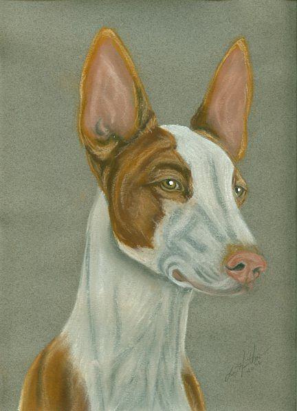 Ibizan Hound Painting by Linda Henthorn - Pixels