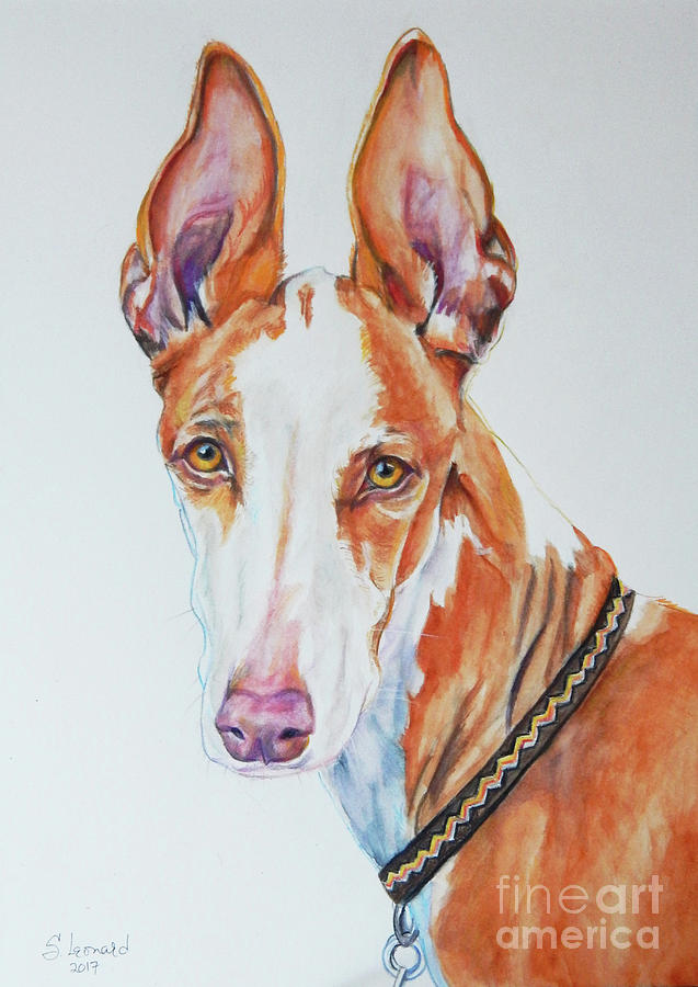 Dog Painting - Ibizan hound by Suzanne Leonard Dog Painting - Ibizan hound by Suzanne Leonard