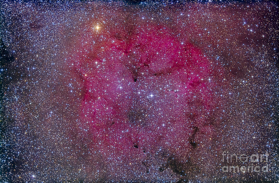 Interstellar Photograph - Ic 1396 And Garnet Star In Cepheus by Alan Dyer